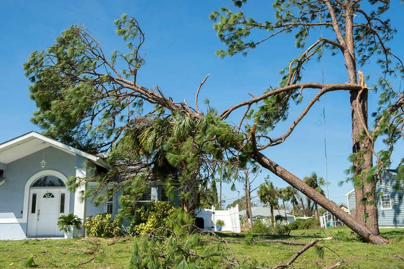 A tree collapsed on a house after a hurricane.