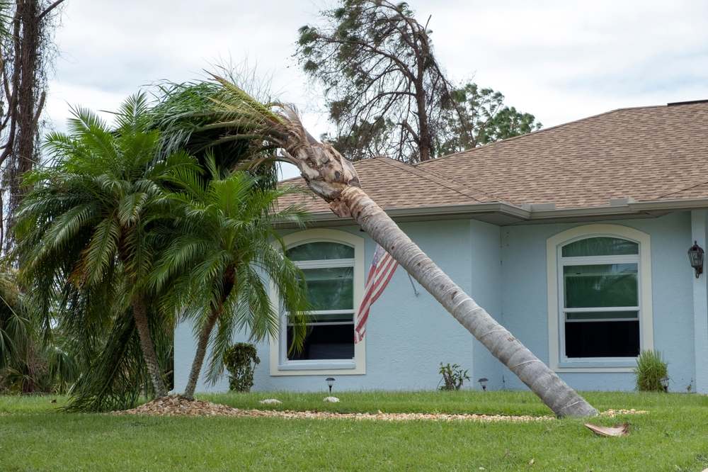 A fallen tree next to a house.