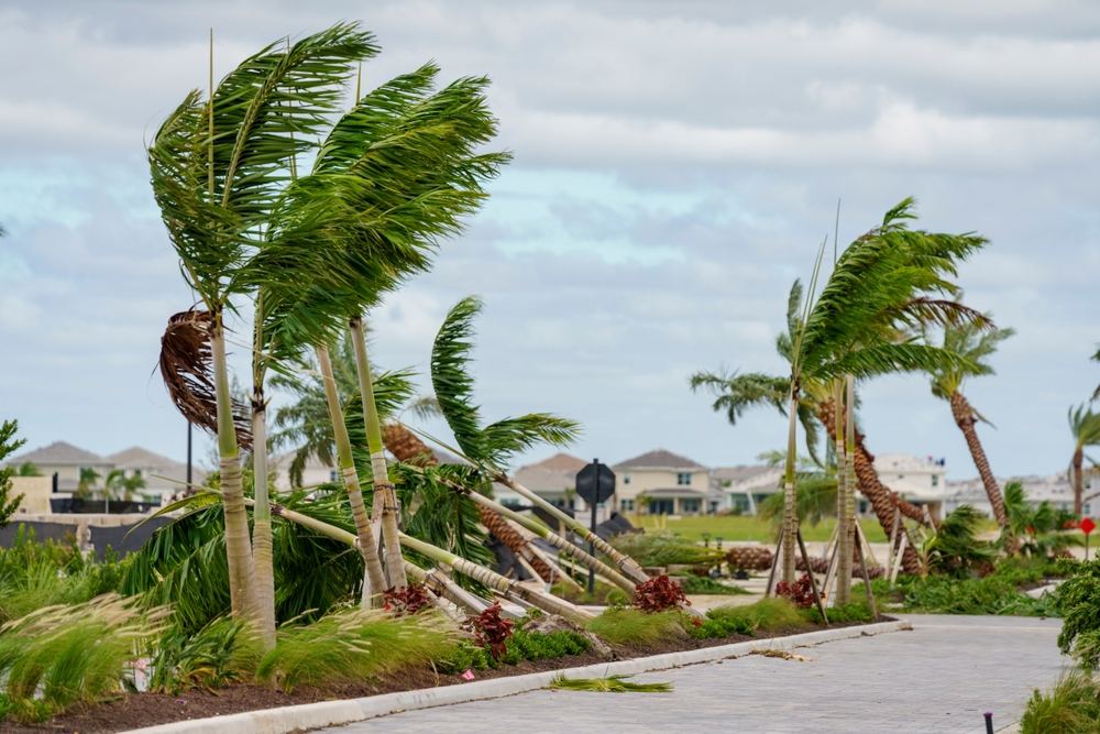 Palm trees being blown in the wind.