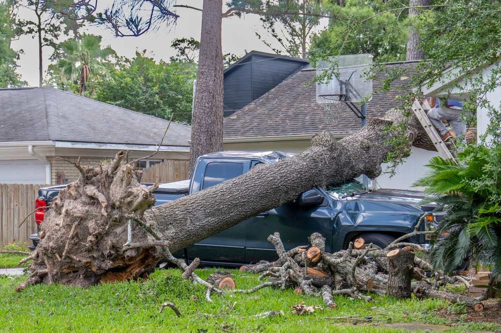 A truck crushed under a fallen tree.