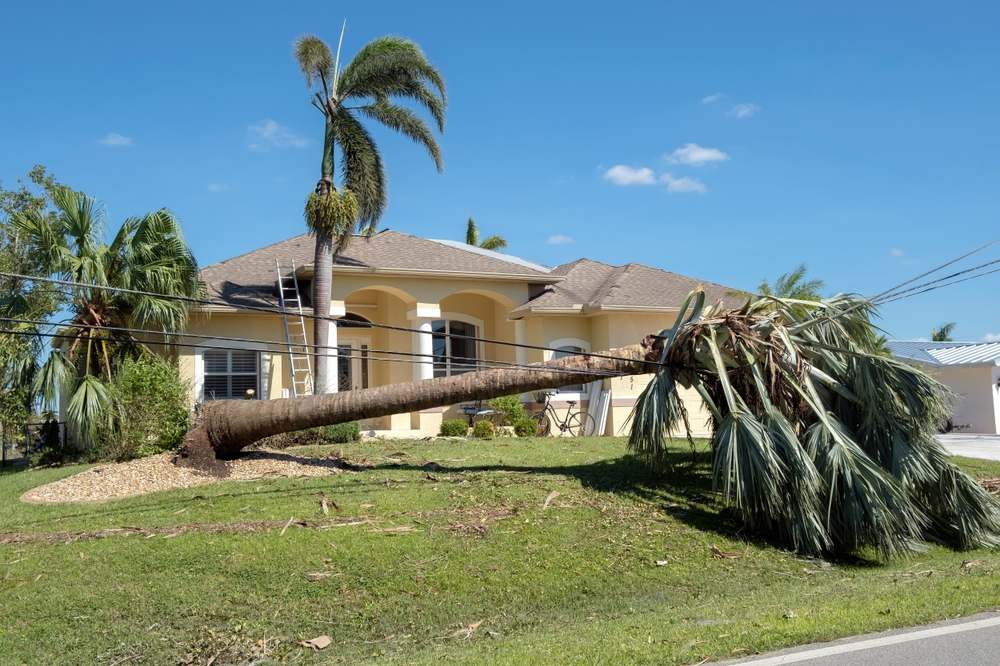 A palm tree that has fallen across power lines to a house.