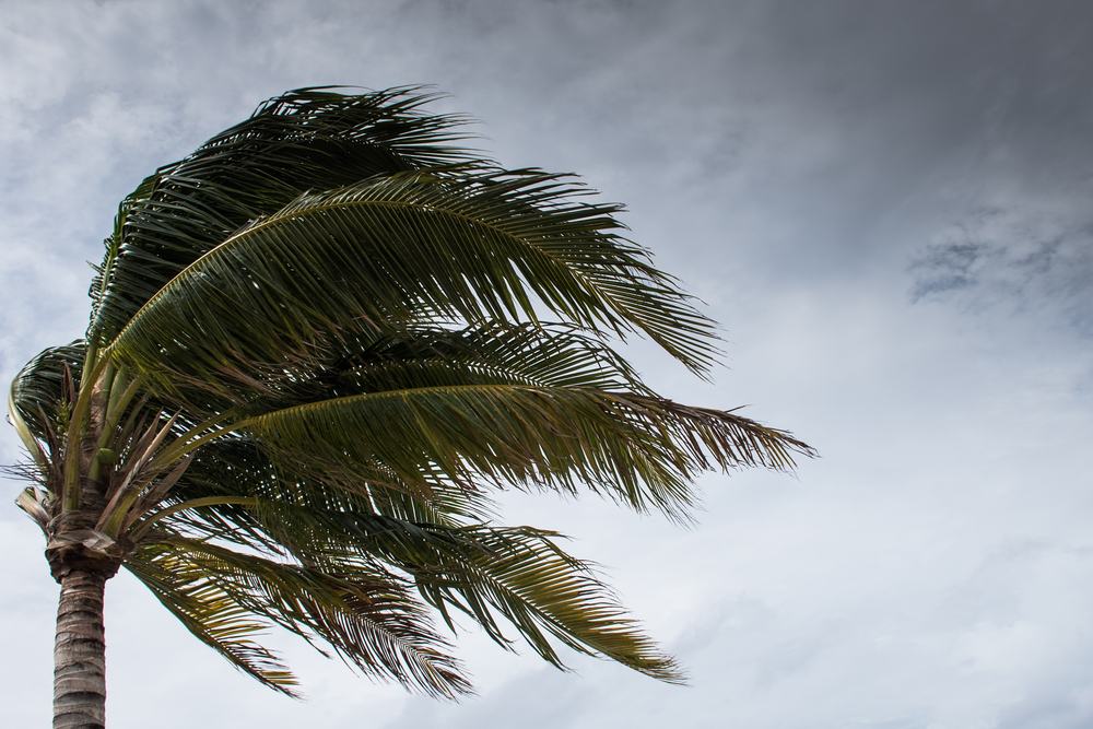 A palm tree being battered by high winds.